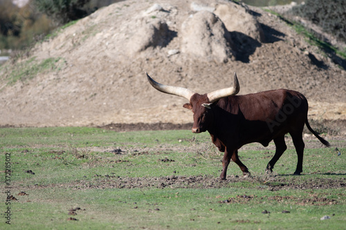 Toro watussi photo