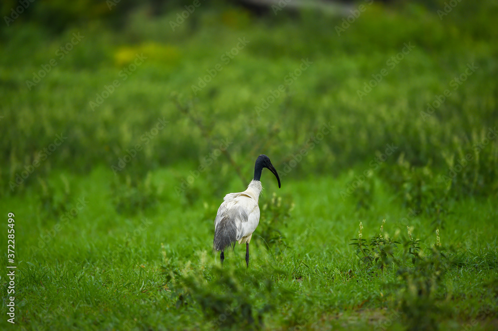 Fototapeta premium Back View of Black headed ibis or black necked ibis in green background at keoladeo national park or bharatpur bird sanctuary rajasthan india - Threskiornis melanocephalus