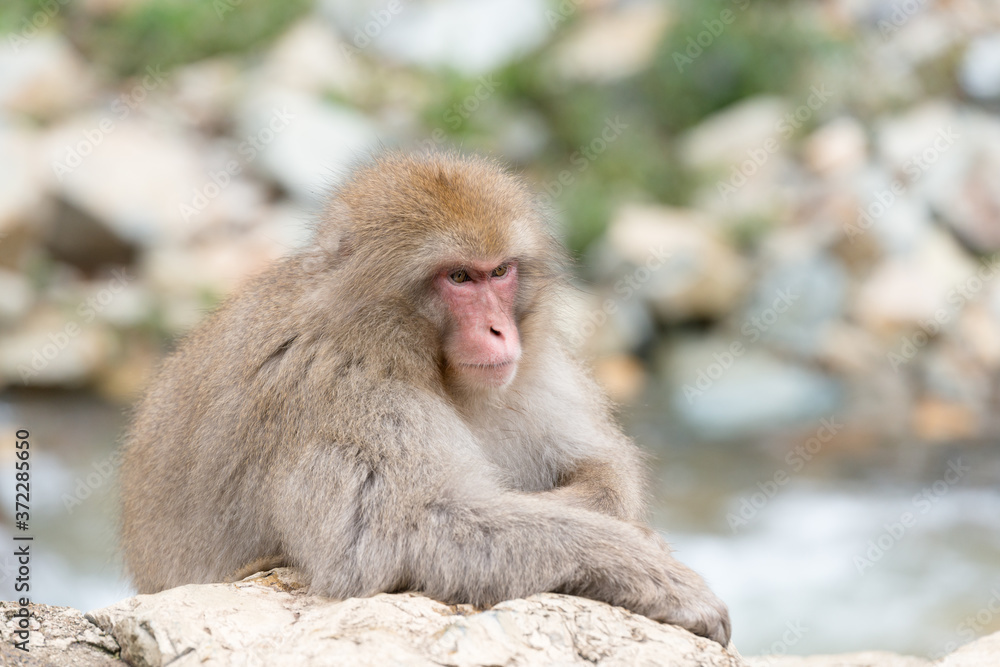 Naklejka premium ニホンザルの自由で楽しい暮らしのポートレート 猿のかわいい姿