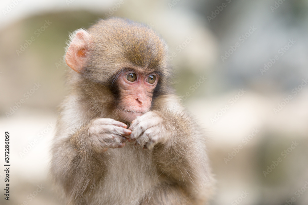 Fototapeta premium ニホンザルの自由で楽しい暮らしのポートレート 猿のかわいい姿