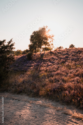 Summer bloomiong heath nature landscape in Germany with peaceful relax sunset light and single tree silhouttes in the nature. Evening natural golden orange light in Lower saxony photo