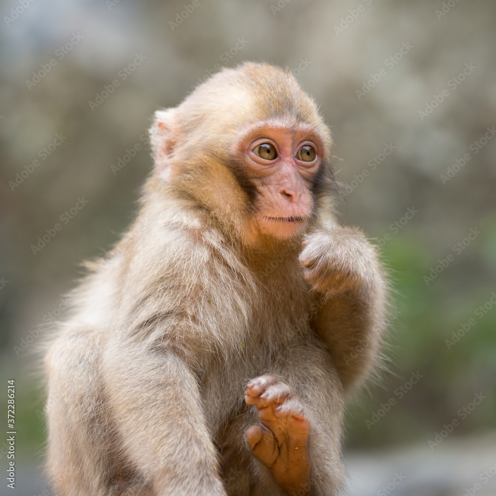Naklejka premium ニホンザルの自由で楽しい暮らしのポートレート 猿のかわいい姿