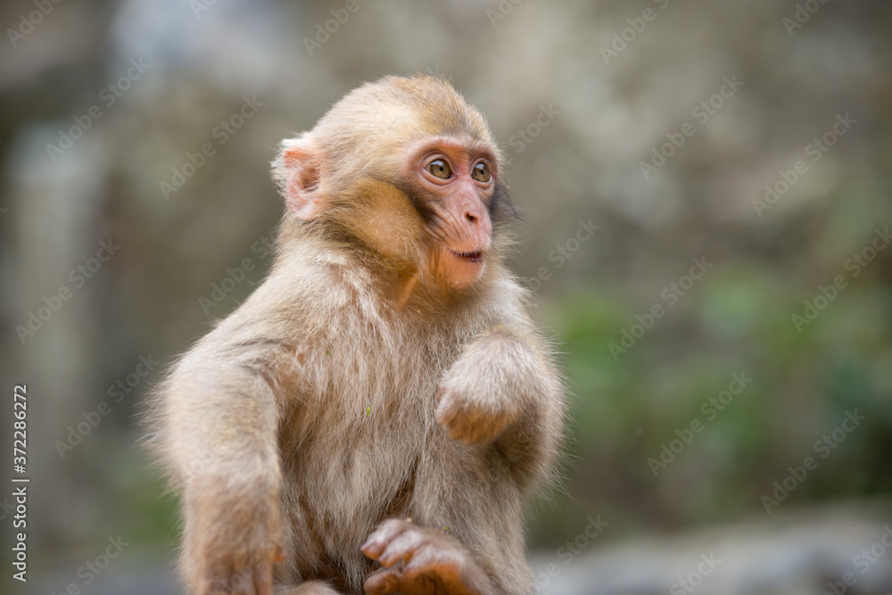 Naklejka premium ニホンザルの自由で楽しい暮らしのポートレート 猿のかわいい姿