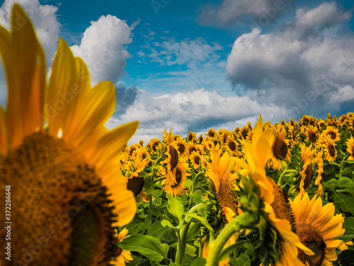 Vibrant Field of Sunflowers on a Cloudy Day