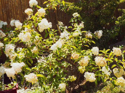 Hydrangea paniculata ou hortensia paniculé, arbuste ornemental au feuillage buissonnant vert décoratif et aux panicules florales bicolore, blanc ivoire virant au rose foncé photo