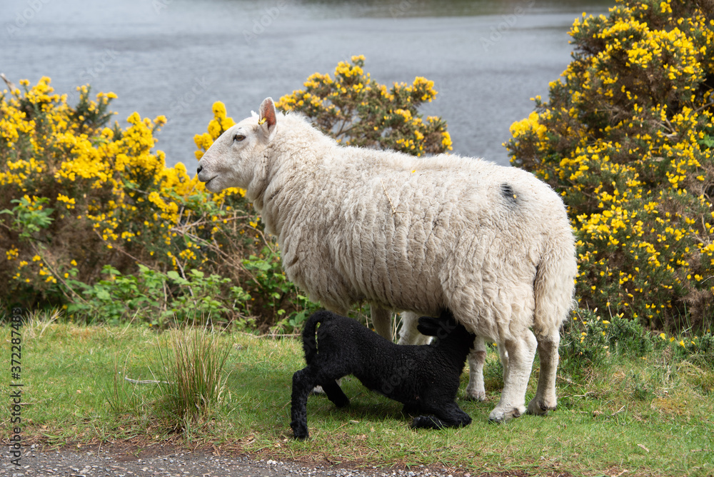 Sheep with black lamb in the Scottish Highlands Sheep with black lamb in the Scottish Highlands