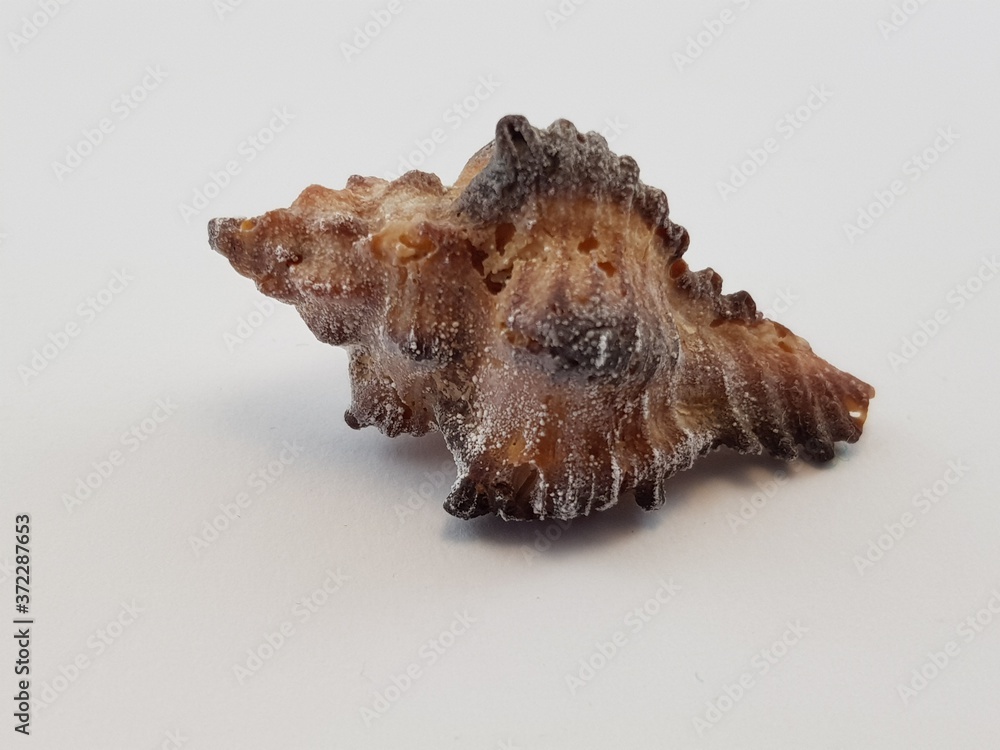 Photograph on white background of a seashell or Cantharus Ringens conch of the gastropod family Buccinidae Photograph on white background of a seashell or Cantharus Ringens conch of the gastropod family Buccinidae