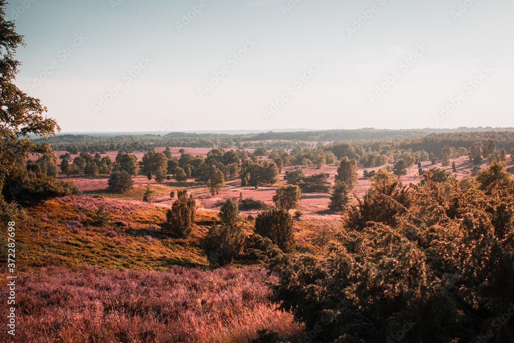 Summer bloomiong heath nature landscape in Germany with peaceful relax sunset light and single tree silhouttes in the nature. Evening natural golden orange light in Lower saxony