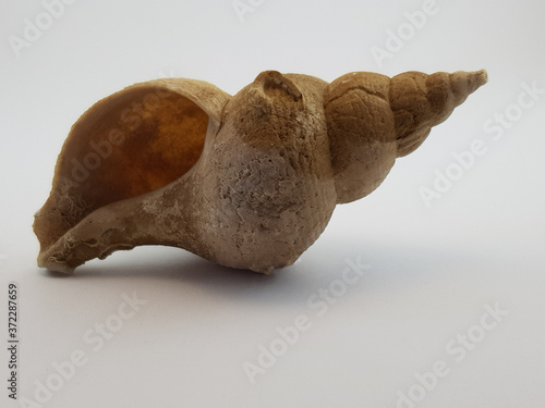 Photograph on white background of seashell or conch Neptunea Contraria of the gastropod family Buccinidae photo