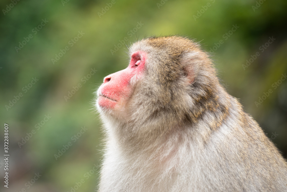 Fototapeta premium ニホンザルの自由で楽しい暮らしのポートレート 猿のかわいい姿