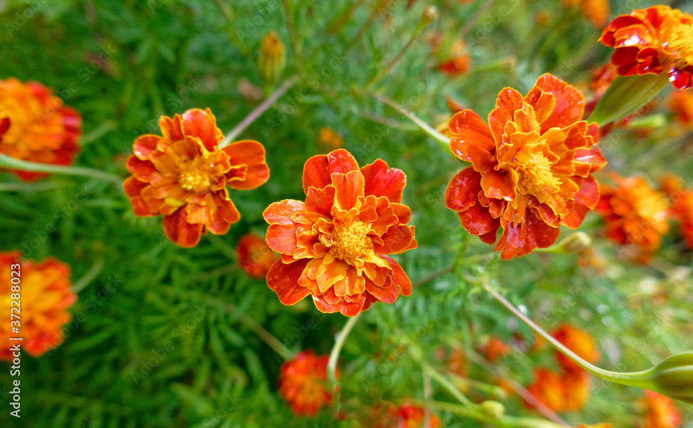 vibrant orange marigold flowers closeup in the garden
