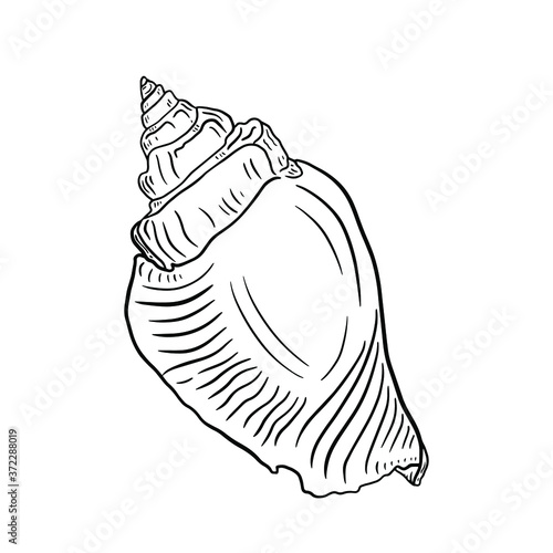 Beautiful spiral seashell on a white background. Single black and white seashell vector illustration for your design. A single object for printing, tattooing, coloring.