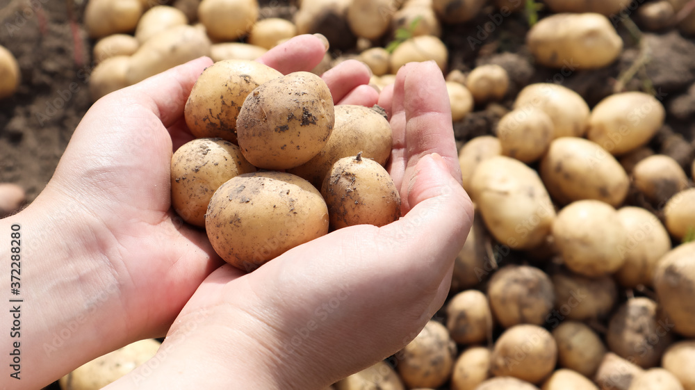 a farmer holds a young yellow potato just dug out of the ground in a vegetable garden. Harvesting and seasonal work in the field. fresh vegetables in female hands in the garden. Agriculture. a farmer holds a young yellow potato just dug out of the ground in a vegetable garden. Harvesting and seasonal work in the field. fresh vegetables in female hands in the garden. Agriculture.