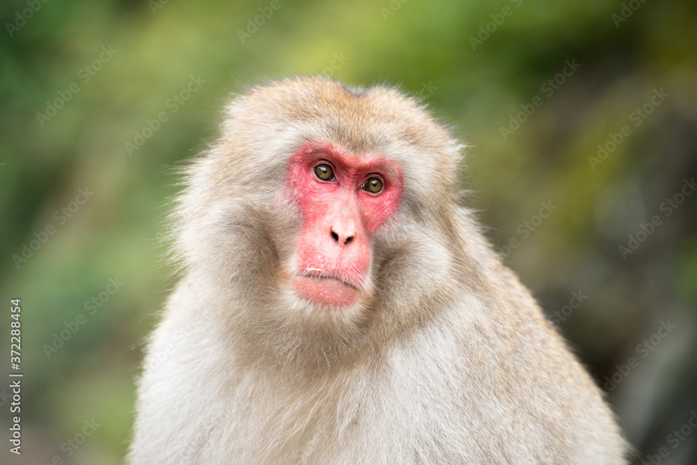Naklejka premium ニホンザルの自由で楽しい暮らしのポートレート 猿のかわいい姿