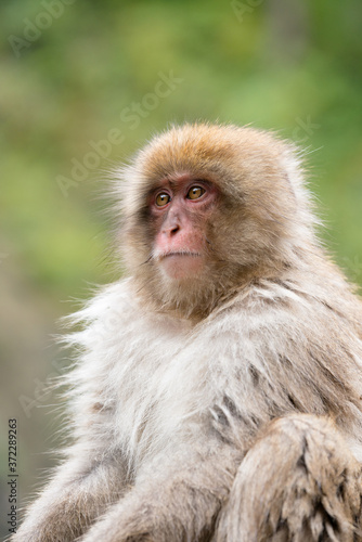 ニホンザルの自由で楽しい暮らしのポートレート 猿のかわいい姿 © Sou