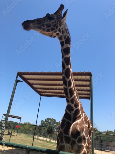 Photography giraffe in the zoo
