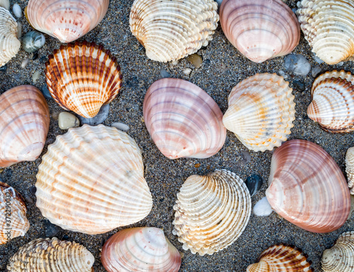 collection of sea shells on dark wet sand beach, natural seamless background