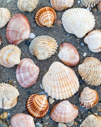 collection of sea shells on dark wet sand beach  seamless pattern background