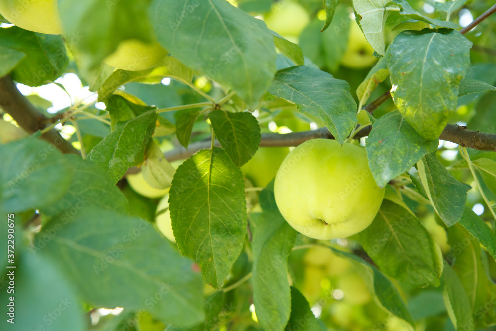 Fruits of immature apples on branch of tree. Fruits of immature apples on branch of tree.