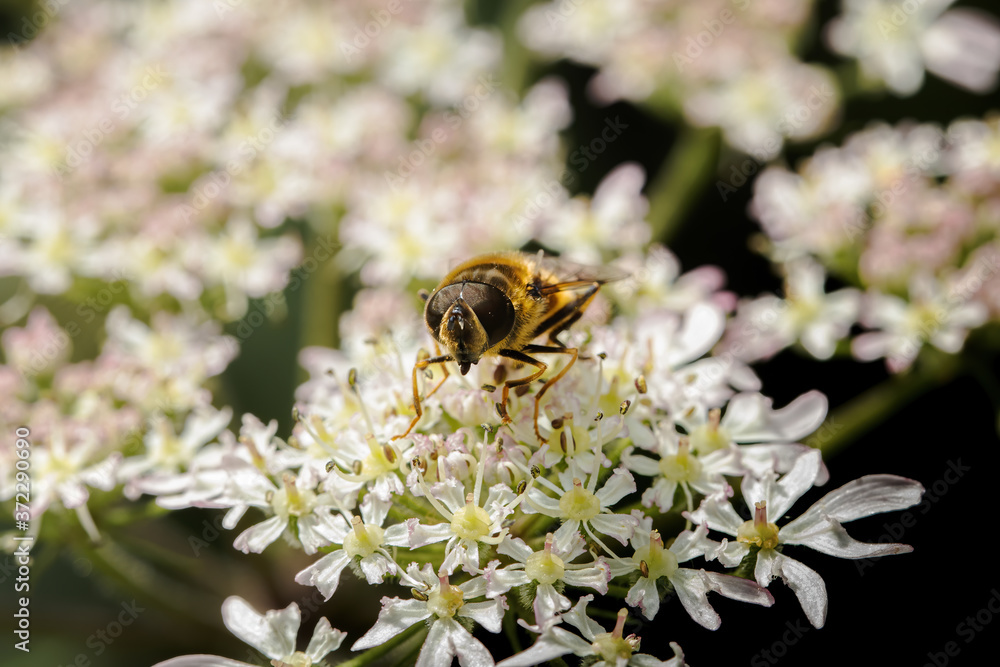 Closeup of a Hover-fly getting nourishment from wildflowers Closeup of a Hover-fly getting nourishment from wildflowers