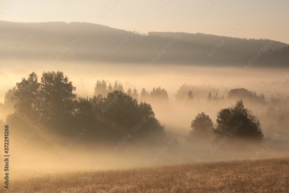 Trees in the valley on a misty summer morning Trees in the valley on a misty summer morning