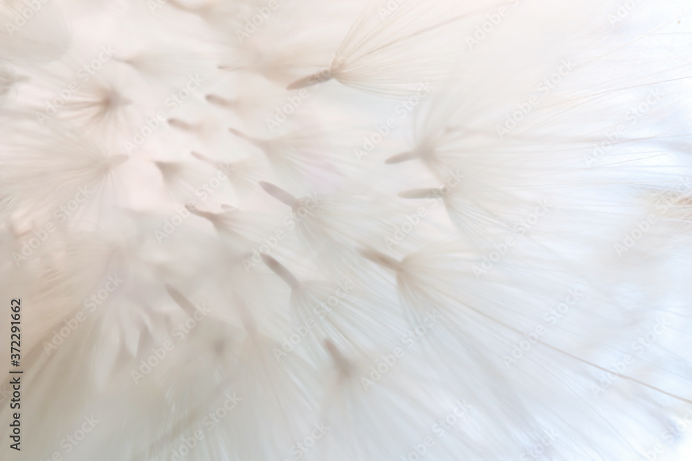 Obraz premium Abstract background of dandelion seeds in delicate shades. Small depth of field. Close-up macro image of dandelion seed heads, showing the beautiful delicate lace patterns of the plant. Soft focus