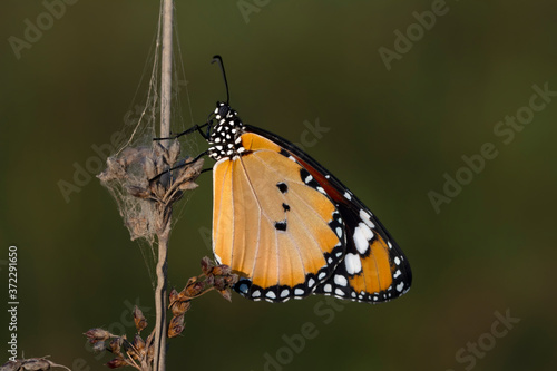 Monarch, Danaus plexippus is a milkweed butterfly (subfamily Danainae) in the family Nymphalidae butterfly in nature habitat. © blackdiamond67