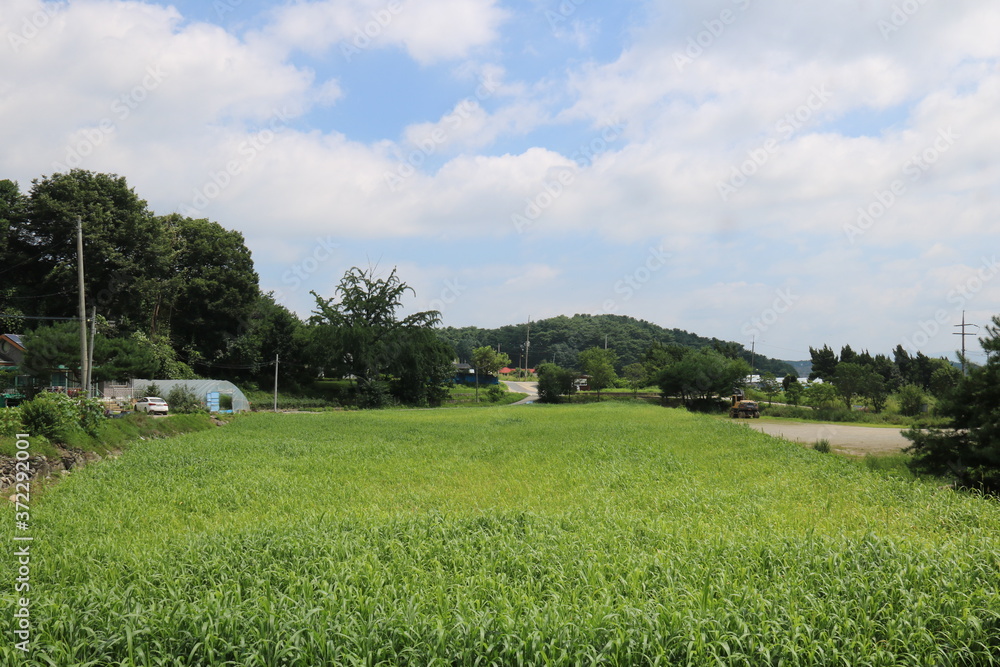 green field and blue sky green field and blue sky