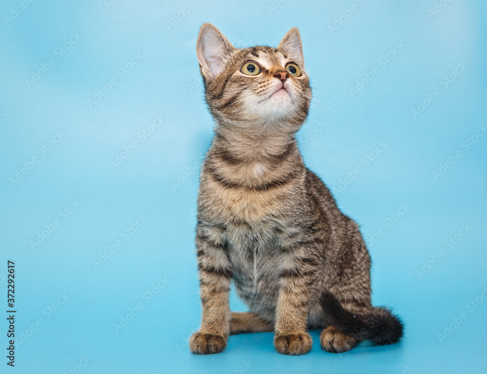 Obraz premium Portrait of a beautiful gray kitten