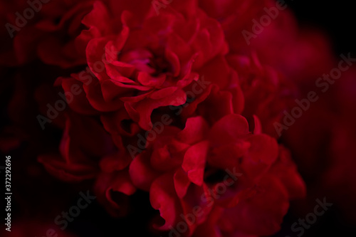 The unfocused blur red roses petals, abstract romance background. The pastel and soft flower card was shot close-up.