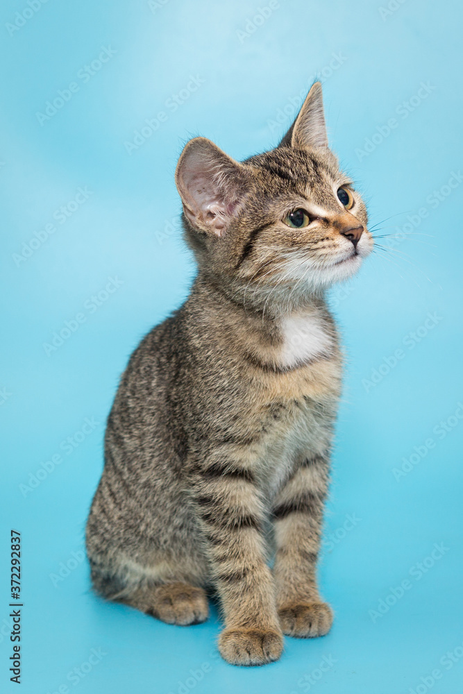 Portrait of a beautiful gray tabby kitten Portrait of a beautiful gray tabby kitten