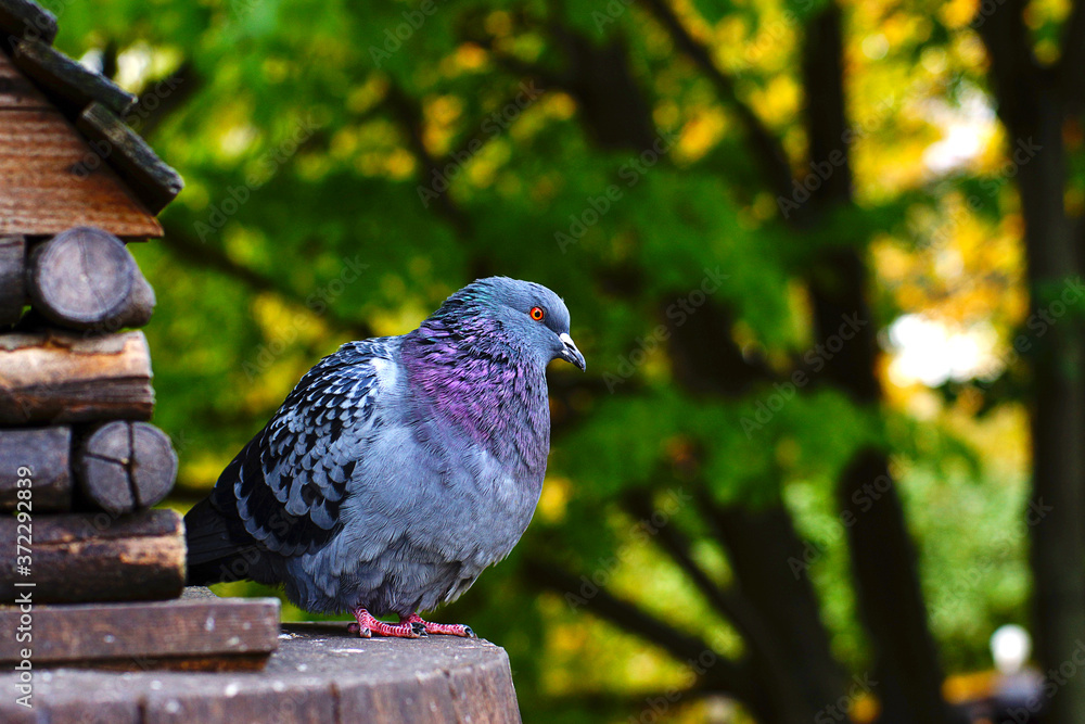 Obraz premium A pigeon, I sits with bright plumage near the feeder