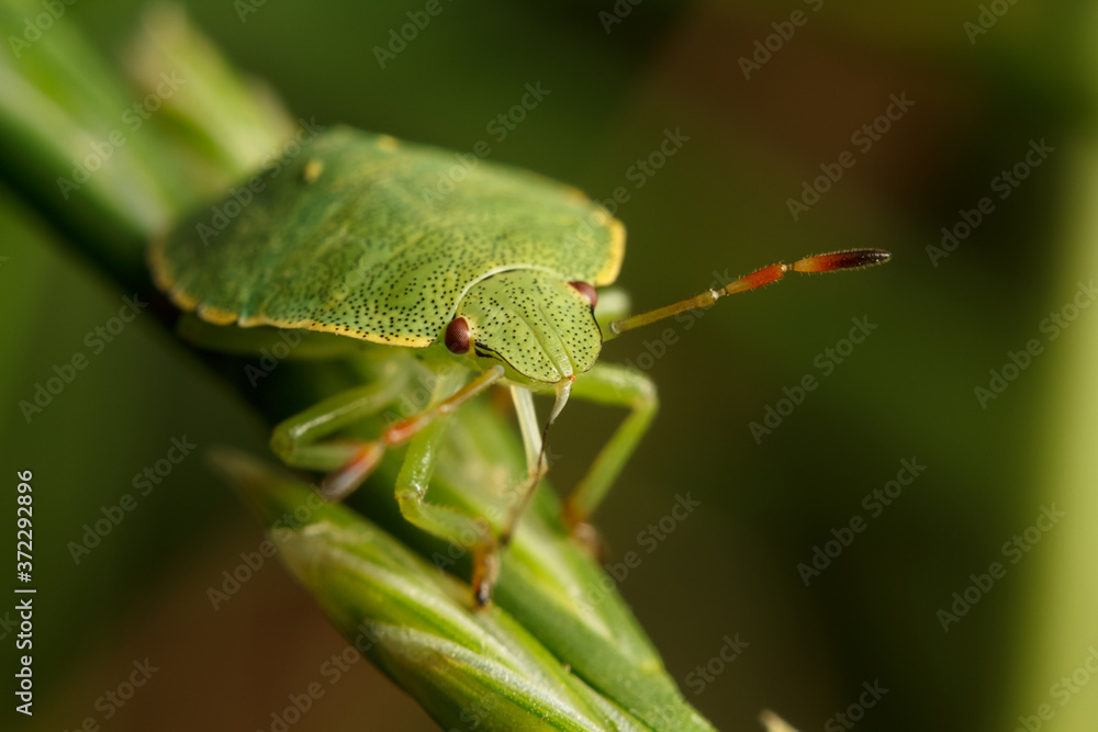 green shield bug green shield bug