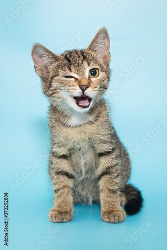 Funny winking kitten