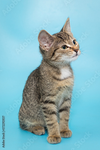 Portrait of a beautiful gray tabby kitten