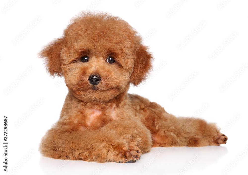 Toy Poodle puppy lying on white background Toy Poodle puppy lying on white background