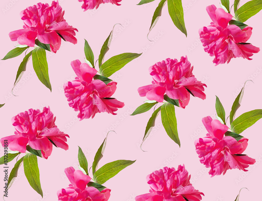 Peony pattern with green leaves on pink pastel background. Floral wallpaper. High quality photo