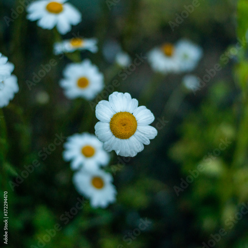 Daisy flower in the garden