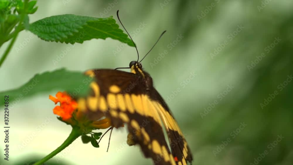 Cinematic shot of black and yellow colored butterfly sitting on green plant in nature,macro Cinematic shot of black and yellow colored butterfly sitting on green plant in nature,macro