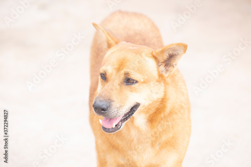 A dog with blurred background. © krsprs