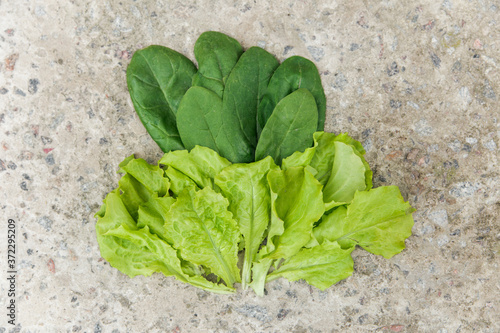 fresh green lettuce and spinach on the stone background. farming and growing vegetables concept.top view