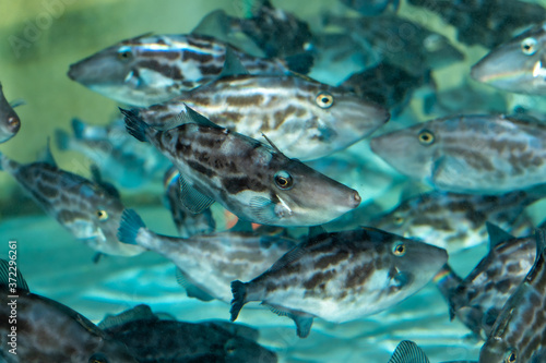 Tropical fish in aquarium