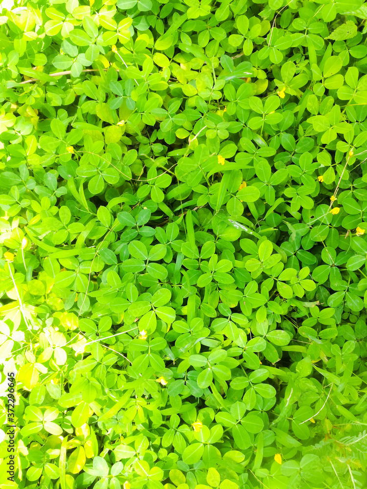 Obraz premium Background of Green small leaves and yellow flowers in it.