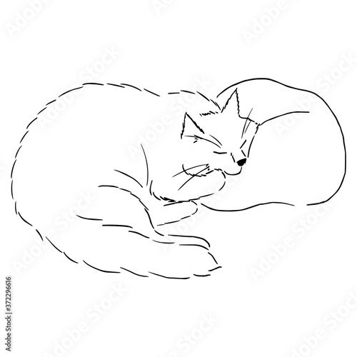 Drawing of a cute sleeping cat lying with its cheek on the pillow. Black and white illustration of an animal. Realistic image of an animal. Vector isolated characters line drawing illustration. Stock