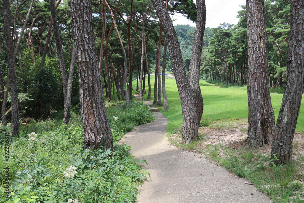 Fototapeta premium path in the forest