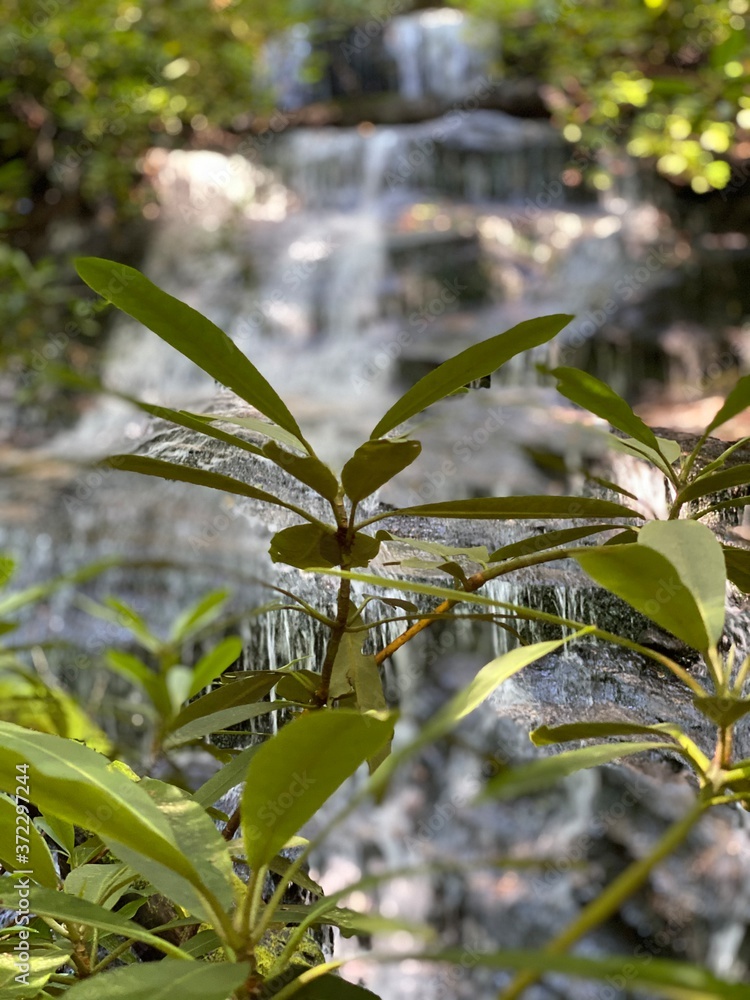 Fototapeta premium Forest plant with waterfall background