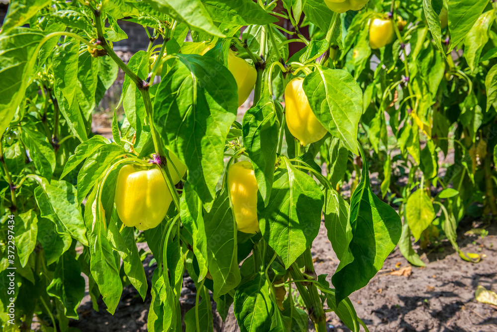 Obraz premium Growing yellow pepper