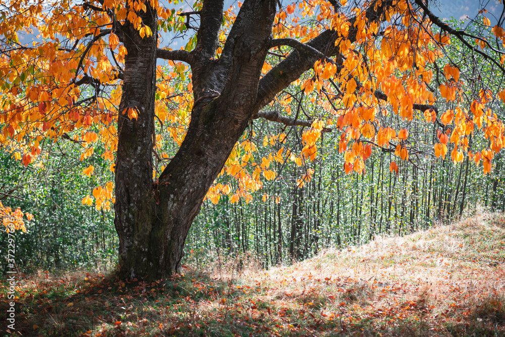 Obraz premium Majestic old tree with yellow folliage at autumn forest. Picturesque fall scene in Carpathian mountains, Ukraine. Landscape photography