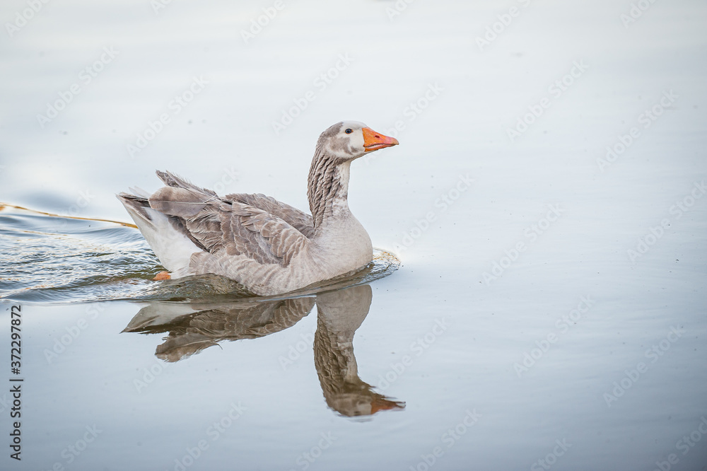 Goose in a Pond