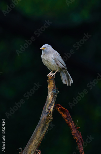 red backed shrike © Anand